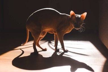 Tüysüz kedi alyans ile