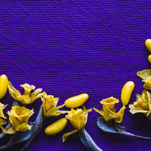 yellow daffodils with yellow candy beans dragee on purple background with empty space