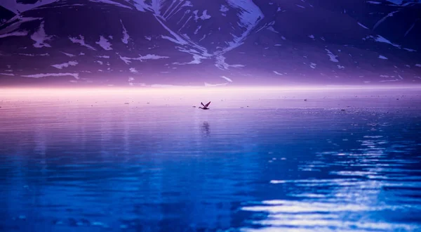 Landscape of a pink dawn in the morning in the mountains of Svalbard birds hunter in the reflection of  water of the fjord  Norway, Spitsbergen, Longyearbyen, Svalbard — Stock Photo, Image