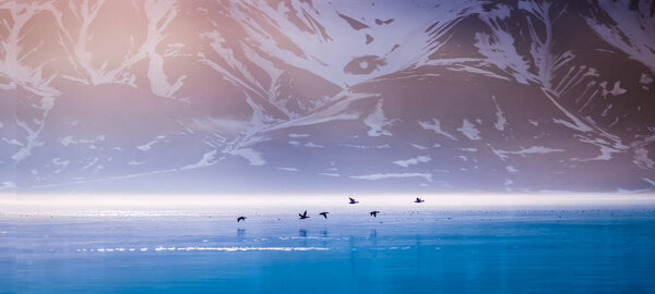 Landscape of a pink dawn in the morning in the mountains of Svalbard birds hunter in the reflection of  water of the fjord  Norway, Spitsbergen, Longyearbyen, Svalbard