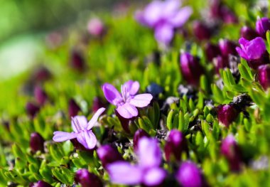 pembe mor kutup çiçek yaz Longyearbyen şehir üzerinde Svalbard Spitsbergen Adası