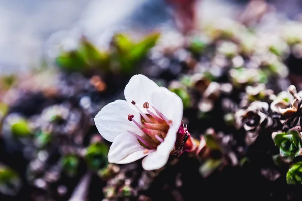 White arctic flower on the island of Svalbard Spitsbergen in the city of Longyearbyen  in summer — Stock Photo, Image