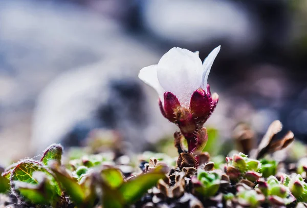 White arctic flower on the island of Svalbard Spitsbergen in the city of Longyearbyen  in summer — Stock Photo, Image