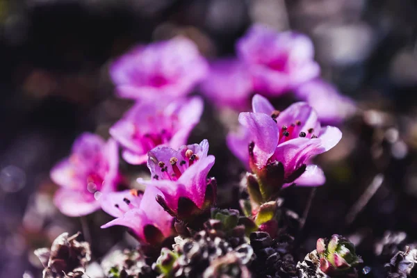 Pink purple arctic flower on the island of Svalbard Spitsbergen in the city of Longyearbyen  in summer — Stock Photo, Image