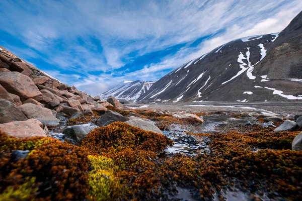 Manzara doğa Spitzbergen'deki Longyearbyen Svalbard Dağları yaz aylarında Arktik çiçekli polar bir günü — Stok fotoğraf