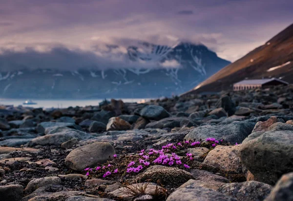 景观性质的斯匹朗伊尔城斯瓦尔巴群岛与北极花在夏天极地日山 — 图库照片