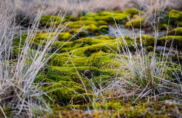 Зелений мох крупним планом на шпигунській природі довголіття — стокове фото