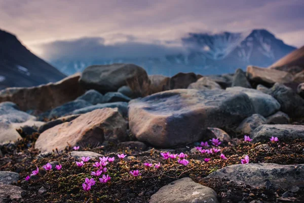 Ландшафтная природа гор Шпицберген Longyearbyen Шпицберген в полярный день с арктическими цветами летом Стоковая Картинка