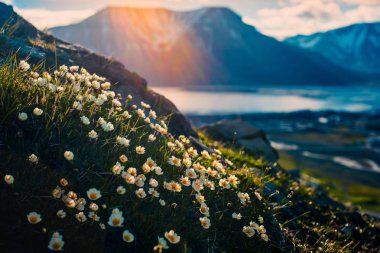 norway landscape nature of the mountains of Spitzbergen Longyearbyen Svalbard on a polar day with arctic flowers in the sunset summer clipart