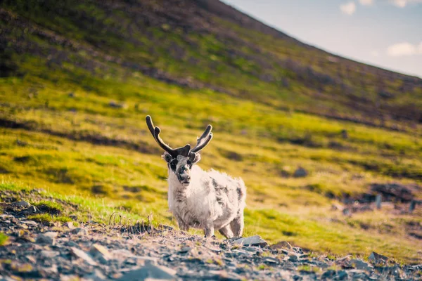驯鹿在极地的日子里，在夕阳下的北极夏季绿色斯匹朗伊尔城斯瓦尔巴群岛的性质 — 图库照片