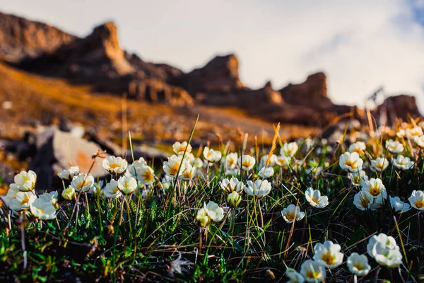 Norway landscape nature of the mountains of Spitzbergen Longyearbyen Svalbard on a polar day with arctic flowers in the sunset summer — Stock Photo, Image