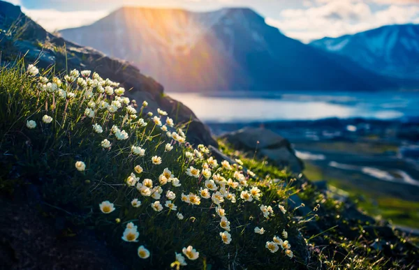 ภูมิทัศน์ของนอร์เวย์ ธรรมชาติของภูเขา Spitzbergen Longyear Svalbard ในวันขั้วโลกที่มีดอกไม้อาร์กติกในฤดูร้อนพระอาทิตย์ตก รูปภาพสต็อก
