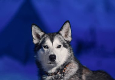 Husky köpek oturma close-up Spitsbergen Svalbard Longyearbyen kutup kış gecesi arka planı beyaz ışık gözleri