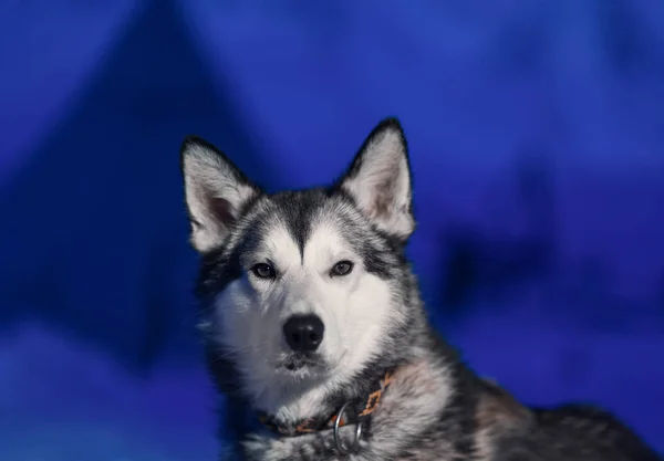 Husky Hund Sitzt Großaufnahme Von Weißen Lichtaugen Vor Dem Hintergrund — Stockfoto