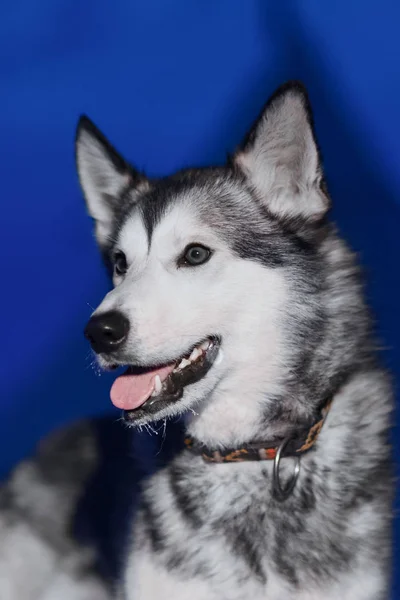 Cão Husky Sentado Close Olhos Claros Brancos Contra Fundo Uma — Fotografia de Stock