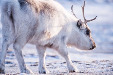 Vahşi Ren geyiği ile manzara. Kış Svalbard. Karda, Norveç büyük boynuzları ile. Doğa Spitsbergen yerinden yaban hayatı