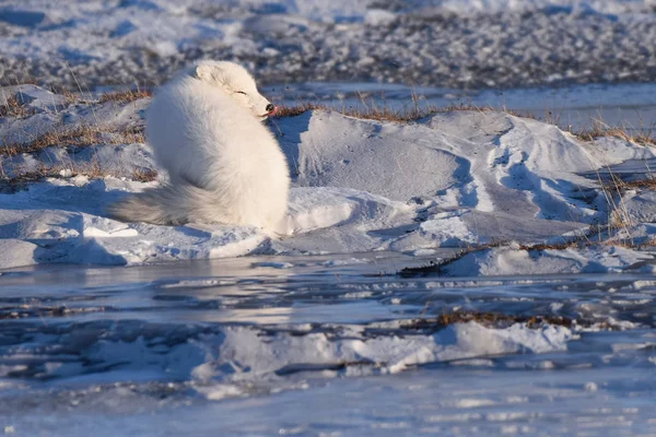 Primer Plano Fauna Blanca Polar Zorro Invierno Ártico Svalbard Día — Foto de Stock