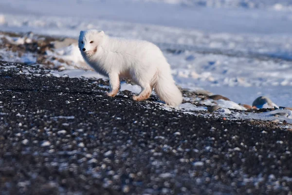 クローズ アップ晴れた日に北極スバールバル諸島野生生物白い北極きつね冬 — ストック写真