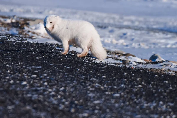 Primer Plano Fauna Blanca Polar Zorro Invierno Ártico Svalbard Día — Foto de Stock