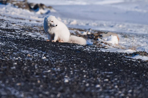 Gros Plan Faune Blanc Renard Polaire Hiver Dans Arctique Svalbard — Photo