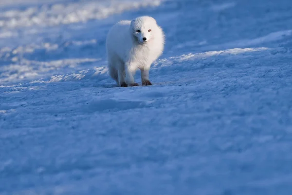 Primo Piano Fauna Selvatica Bianco Inverno Volpe Polare Nelle Svalbard — Foto Stock