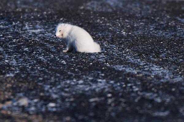 Nahaufnahme Wildtiere Weißer Polarfuchs Winter Arktischen Spitzbergen Einem Sonnigen Tag — Stockfoto