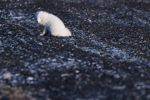 クローズ アップ晴れた日に北極スバールバル諸島野生生物白い北極きつね冬 — ストック写真