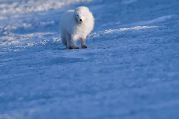 Primo Piano Fauna Selvatica Bianco Inverno Volpe Polare Nelle Svalbard — Foto Stock