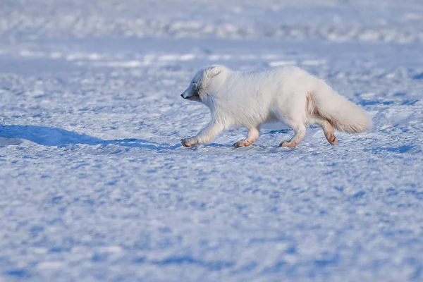 Primo Piano Fauna Selvatica Bianco Inverno Volpe Polare Nelle Svalbard — Foto Stock