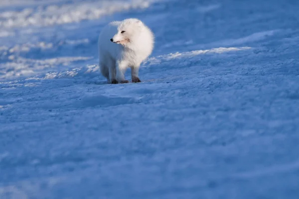 Nahaufnahme Wildtiere Weißer Polarfuchs Winter Arktischen Spitzbergen Einem Sonnigen Tag — Stockfoto