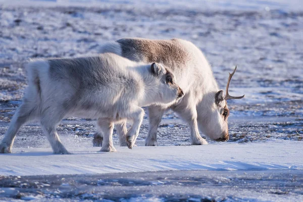 Landschap Met Wilde Rendieren Winter Spitsbergen Met Enorme Geweien Sneeuw — Stockfoto