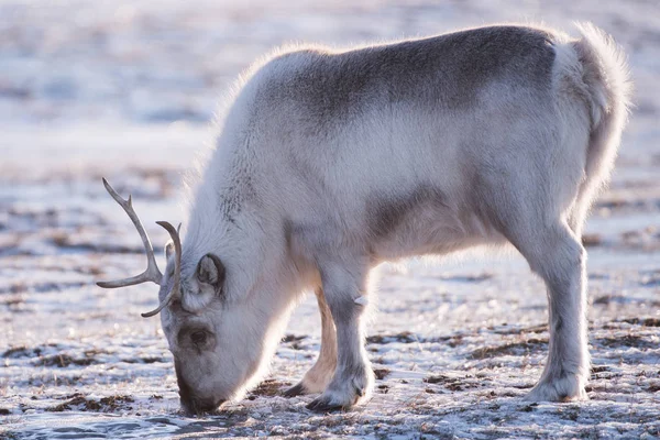 景观与野生驯鹿 冬季斯瓦尔巴特群岛 挪威有大量的鹿角在雪地里 自然斯匹次卑尔根岛的野生动物场景 — 图库照片