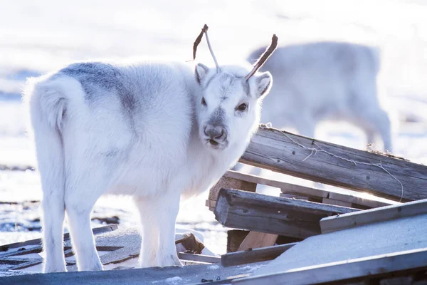 Landschap Met Wilde Rendieren Winter Spitsbergen Met Enorme Geweien Sneeuw — Stockfoto