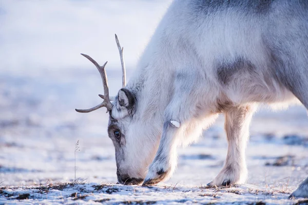 Landschaft Mit Wilden Rentieren Wintersvalbard Mit Massivem Geweih Schnee Norwegen — Stockfoto