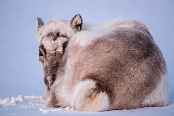 Paysage Avec Rennes Sauvages Winter Svalbard Avec Des Bois Massifs — Photo