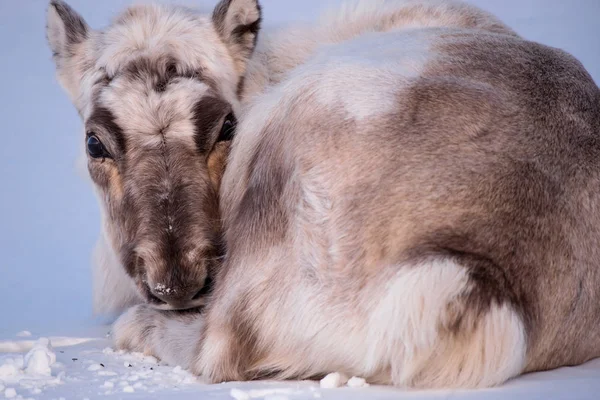 Landschap Met Wilde Rendieren Winter Spitsbergen Met Enorme Geweien Sneeuw — Stockfoto