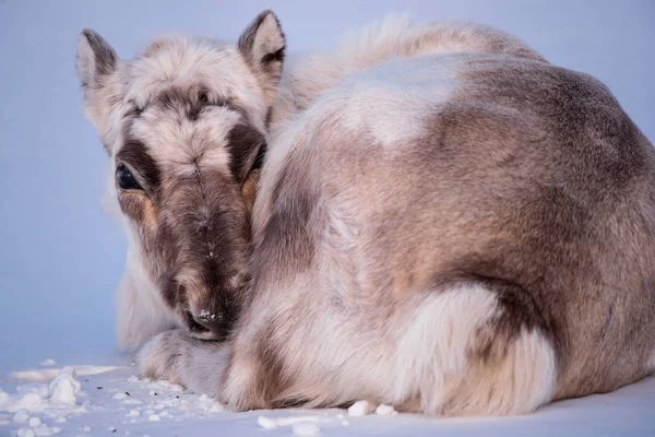 Landschap Met Wilde Rendieren Winter Spitsbergen Met Enorme Geweien Sneeuw — Stockfoto