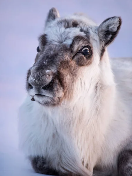 Krajobraz Dzikich Reniferów Svalbard Zima Ogromne Poroże Śniegu Norwegia Scena — Zdjęcie stockowe