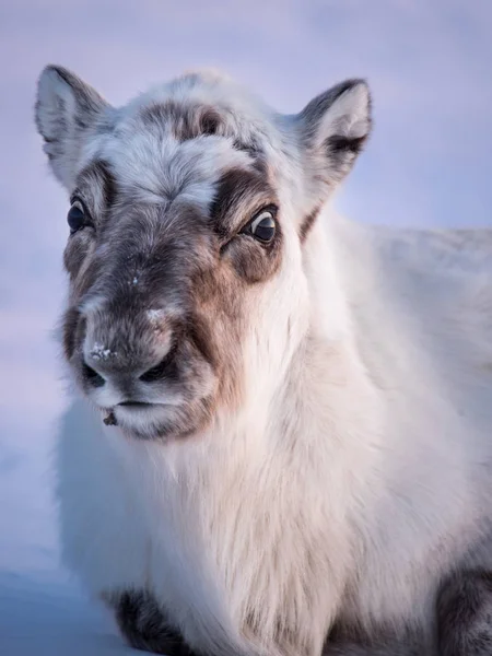 景观与野生驯鹿 冬季斯瓦尔巴特群岛 挪威有大量的鹿角在雪地里 自然斯匹次卑尔根岛的野生动物场景 — 图库照片