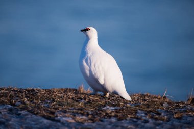 Svalbard adalar, kutup kuş bir güneşli kış gününde beyaz kutup keklik Close-Up