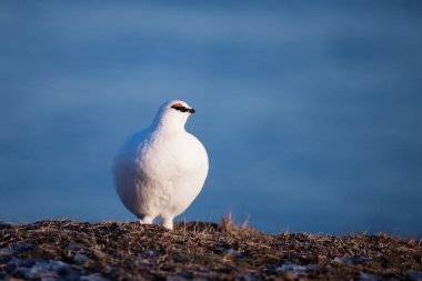 Svalbard adalar, kutup kuş bir güneşli kış gününde beyaz kutup keklik Close-Up