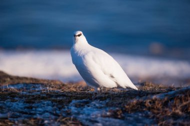 Svalbard adalar, kutup kuş bir güneşli kış gününde beyaz kutup keklik Close-Up