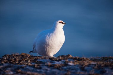 Svalbard adalar, kutup kuş bir güneşli kış gününde beyaz kutup keklik Close-Up