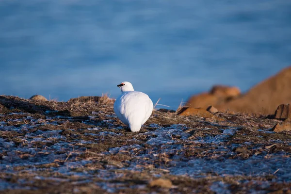 close-up of a white polar partridge on a sunny winter day in the Svalbard archipelago, Arctic birds