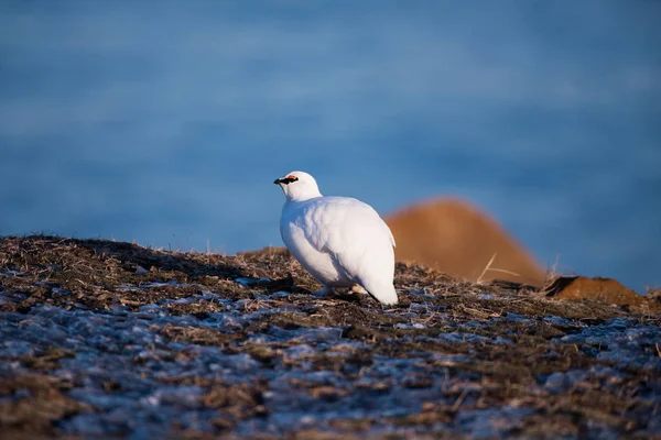 close-up of a white polar partridge on a sunny winter day in the Svalbard archipelago, Arctic birds