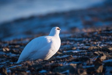 Svalbard adalar, kutup kuş bir güneşli kış gününde beyaz kutup keklik Close-Up