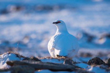 Svalbard adalar, kutup kuş bir güneşli kış gününde beyaz kutup keklik Close-Up