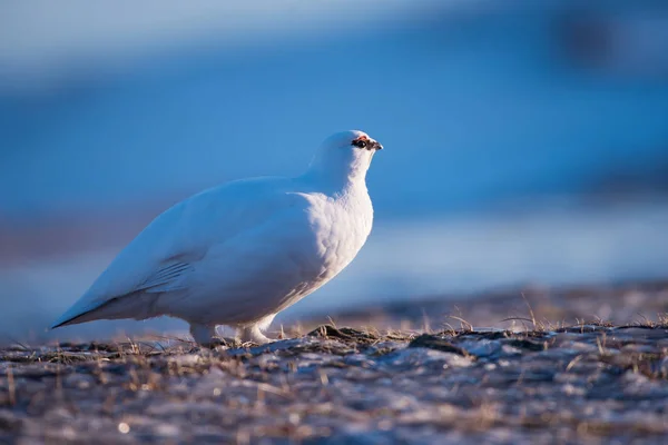 Zbliżenie Biały Kuropatwa Polar Dzień Słoneczny Zimowy Archipelagu Svalbard Arktyczne — Zdjęcie stockowe