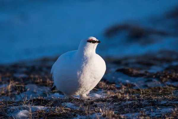 Primer Plano Una Perdiz Polar Blanca Día Soleado Invierno Archipiélago —  Fotos de Stock