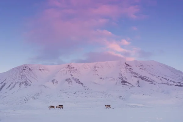 Norvégia Táj Jellege Hegyek Spitzbergák Longyearbyen Svalbard Északi Tél Polar — Stock Fotó